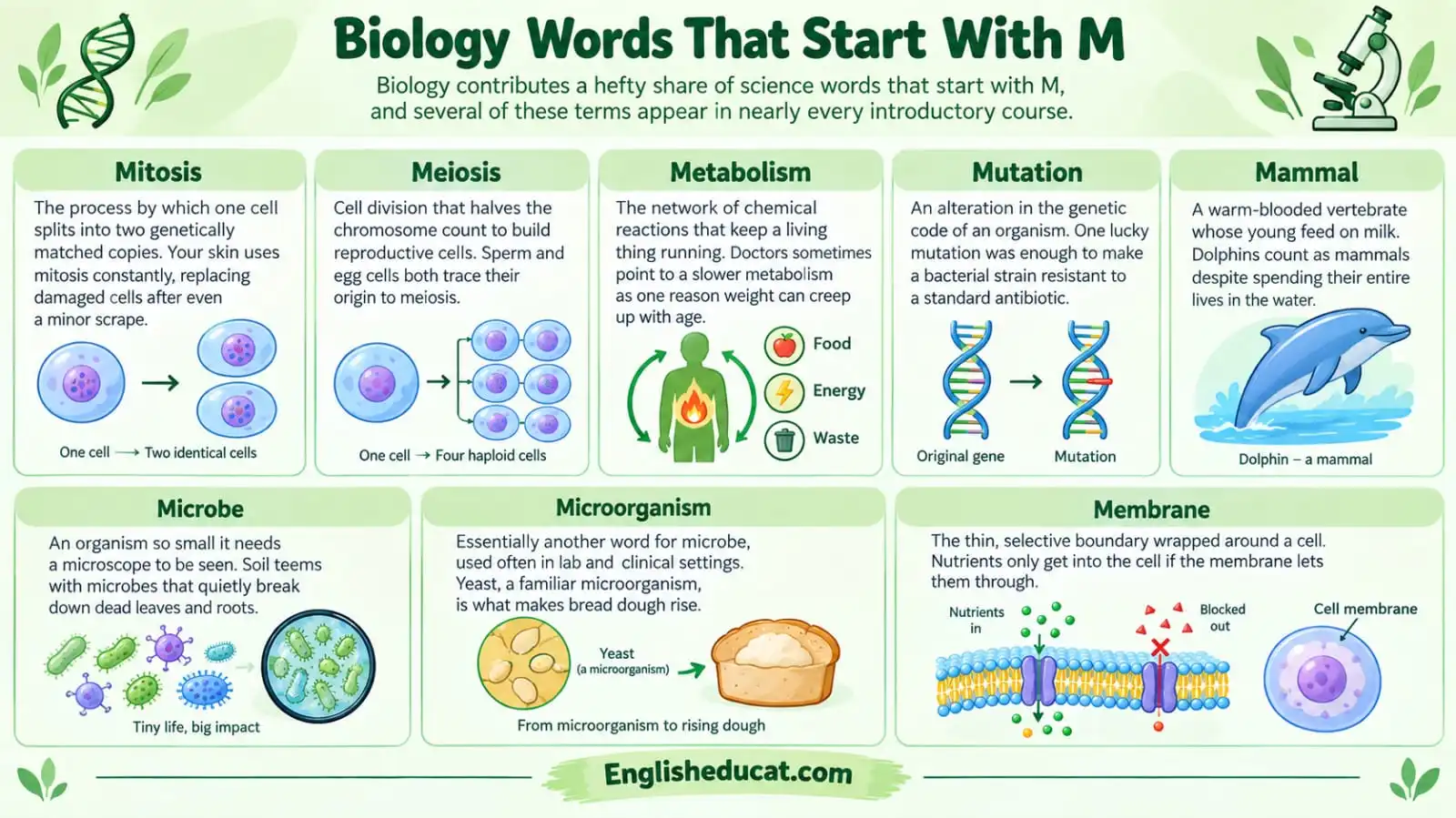 Science Words That Start With M
