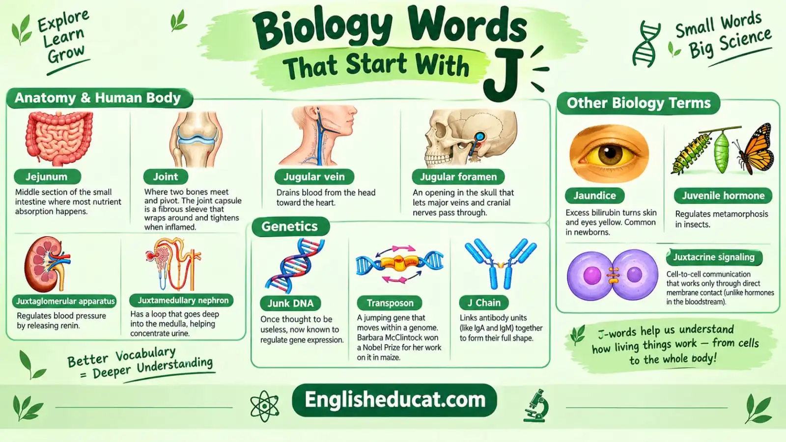 Science Words That Start With J